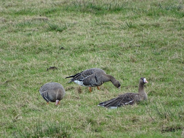 往能帮助球 往能帮助球